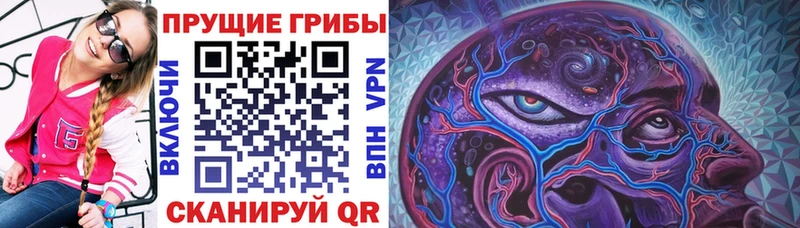 Купить закладки  Бологое  Псилоцибиновые грибы Psilocybine cubensis 